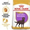 ROYAL CANIN Labrador Adult Sterilisiert 12 Kg -Tierbedarf Geschäft fa7725055158a474608415d5ab13d0c2be339d29 7da4a47c372b175bf732f639b5f5d98facd5dce8
