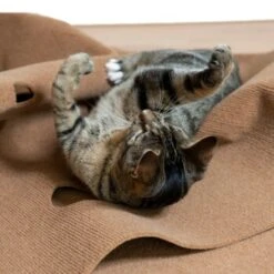 Canadian Cat Company Spielteppich Für Katzen Braun 11 Canadian Cat Company Spielteppich Für Katzen Braun -Tierbedarf Geschäft feeb1471a0788eb13995861dfe89bb445b21d4b8 1394213 de DE 4a32360e22e339a18cf0f9a52c488f1077251d777uzNQw