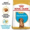 ROYAL CANIN Dachshund Puppy 1,5 Kg 2 ROYAL CANIN Dachshund Puppy 1,5 Kg -Tierbedarf Geschäft ffd8eb52b581ab5d7600a9bc6907490e5d171f78 6519c2966b53e65a2a0af4be83e294852ae97051